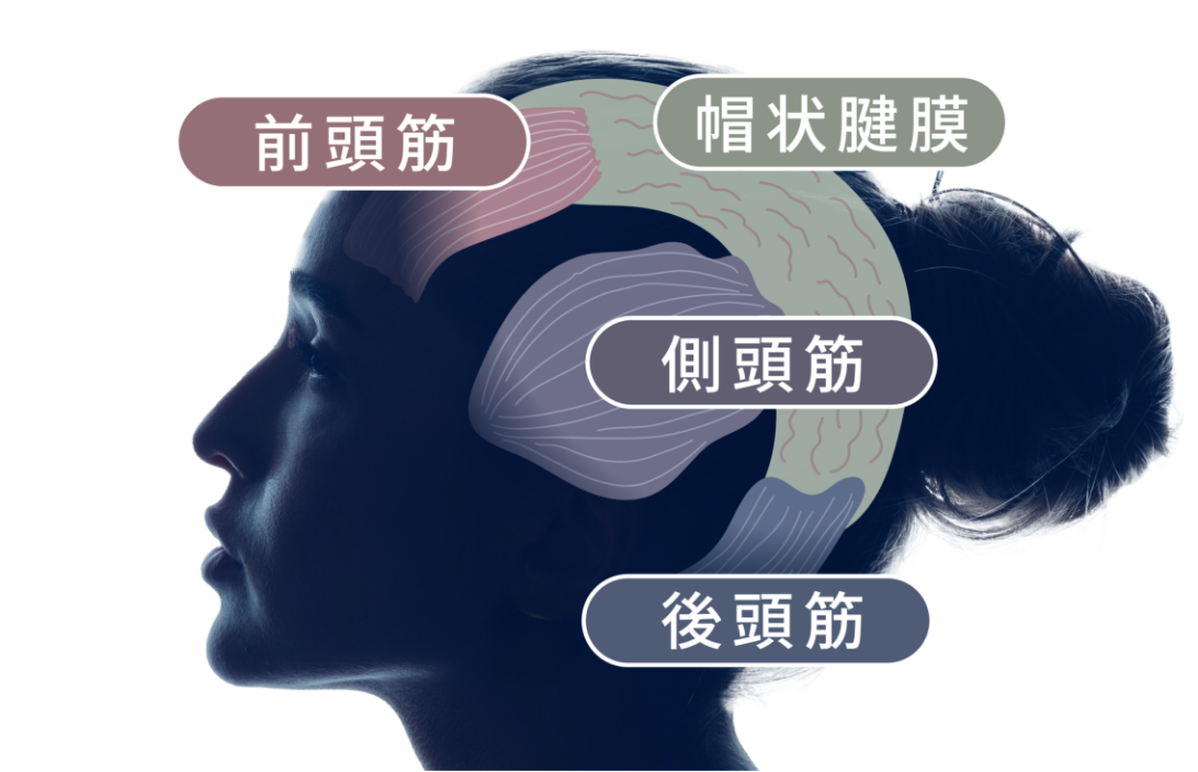 美しい髪・フェイスラインは頭皮環境を整えることが大切