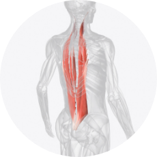 背中（脊柱起立筋の筋活動量）