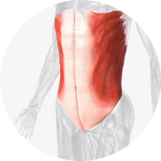 お腹まわり（腹斜筋の筋活動量）