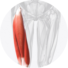 太もも（大腿直筋の筋活動量）