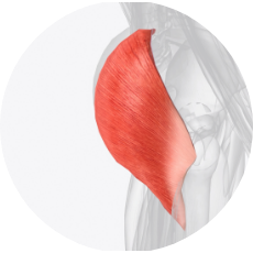 お尻（大臀筋の筋活動量）