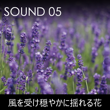 SOUND5 風を受け穏やかに揺れる花