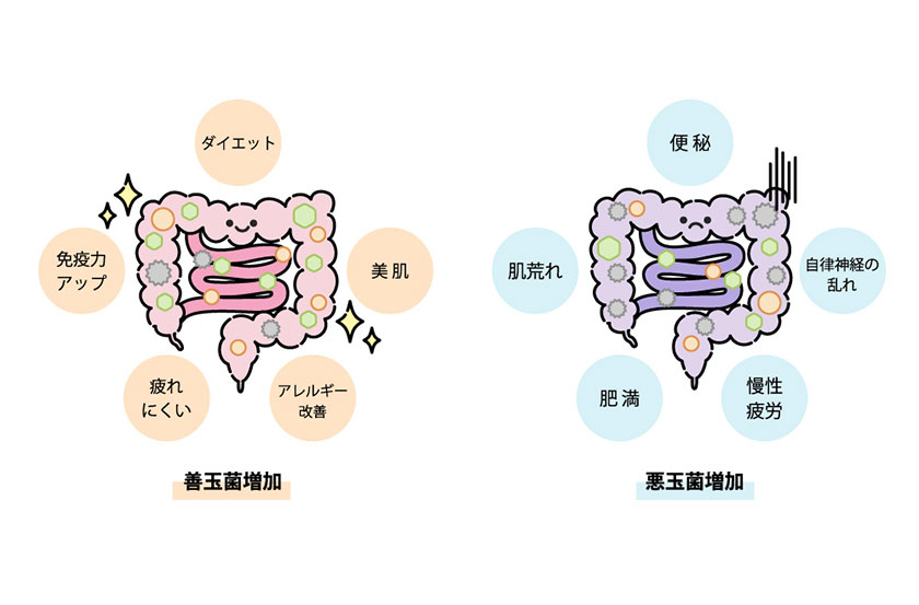 腸内環境