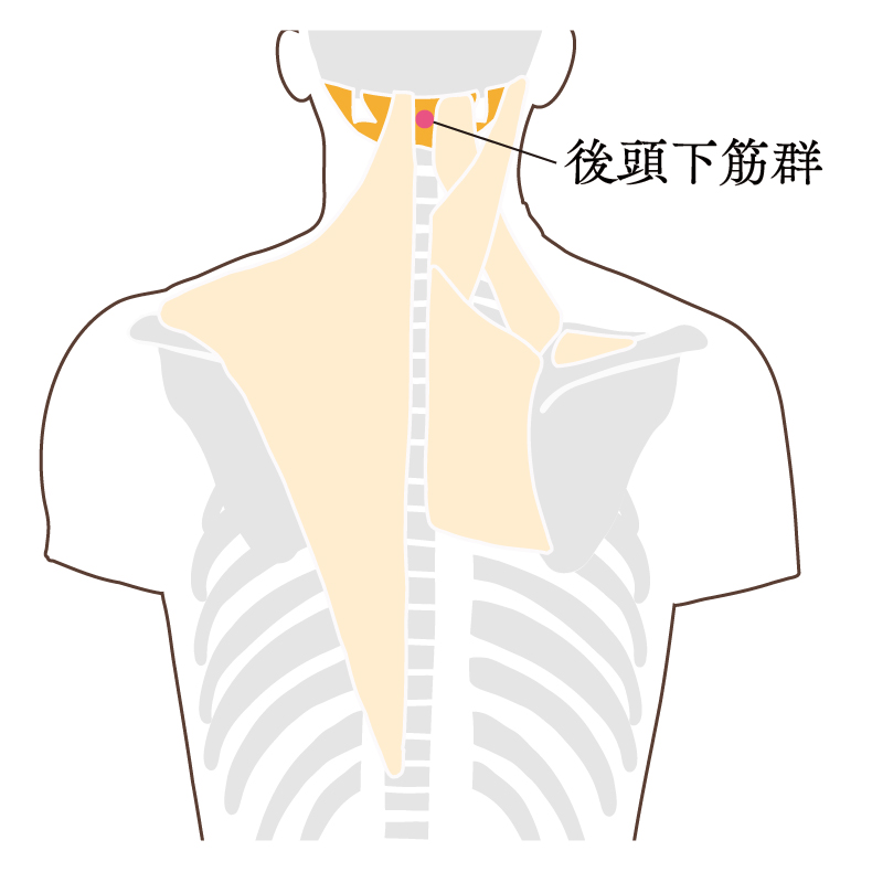 後頭下筋群