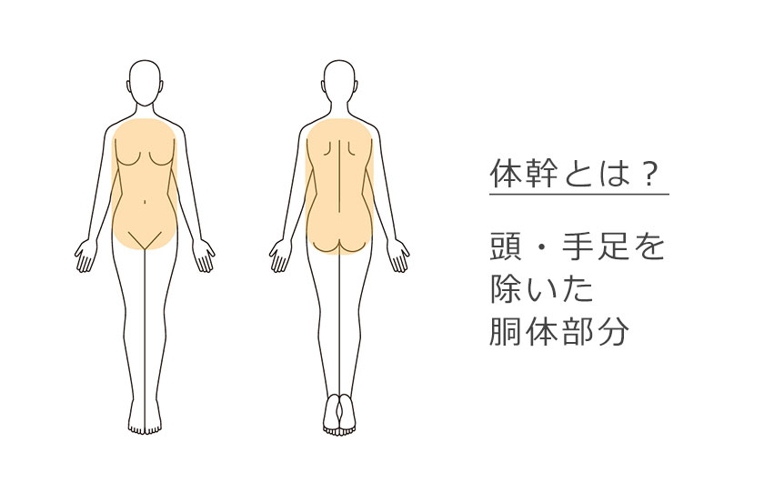 体幹とは